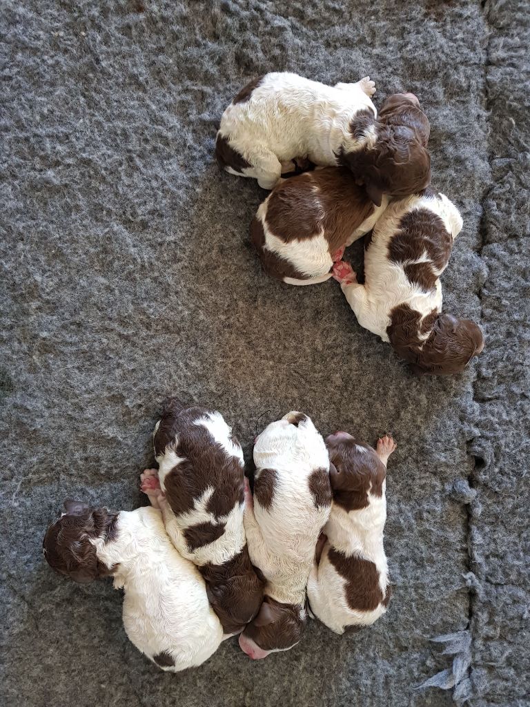 CHIOT