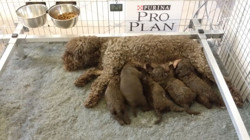 Chiot Lagotto Romagnolo Golatière du Trépont