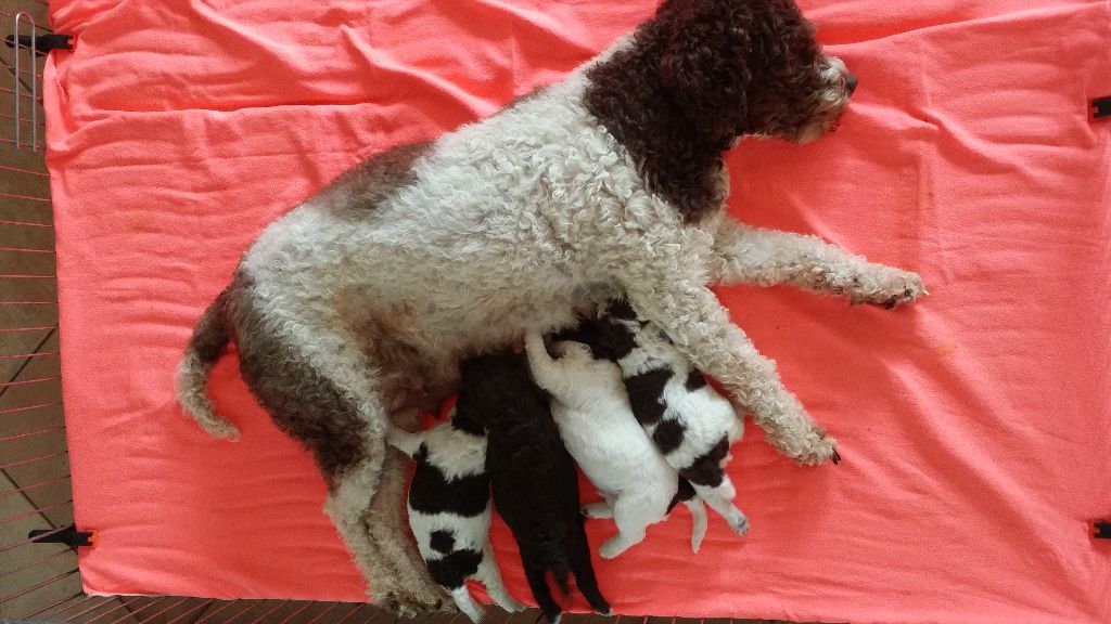 Chiot Lagotto Romagnolo Golatière du Trépont