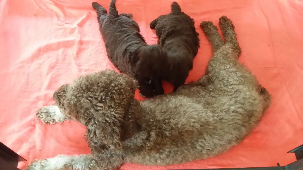 Chiot Lagotto Romagnolo Golatière du Trépont